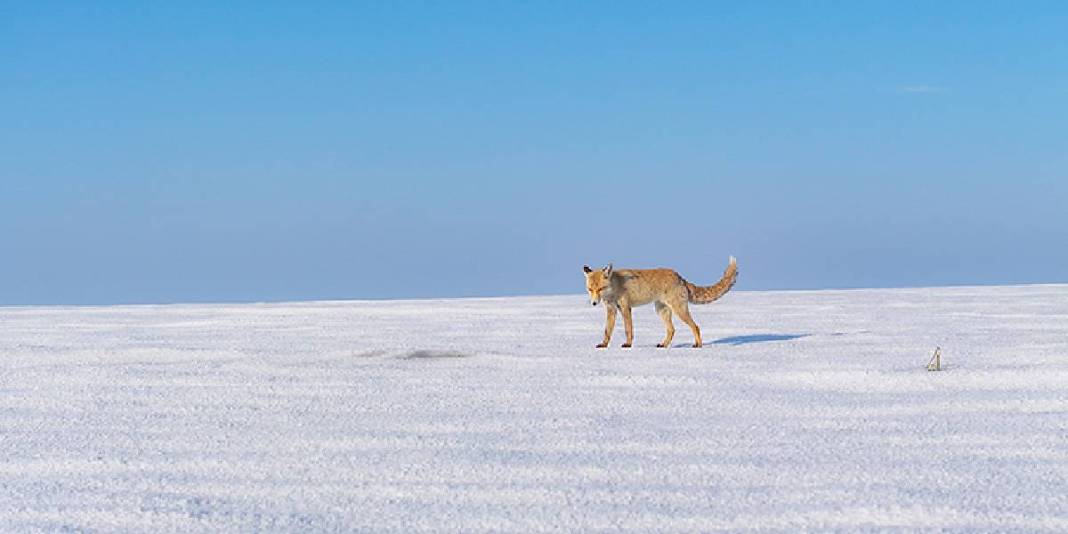 Kar ve soğuk dondurdu, buz üstünde av başladı! Ne kadar çok kar o kadar çok balık: Bereket daim olsun 4